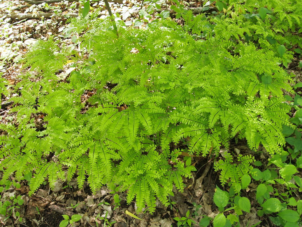 Paw Paw Trees – Origin Native Plants – Ontario Wildflowers, Trees ...