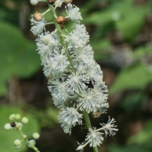 Black Snakeroot