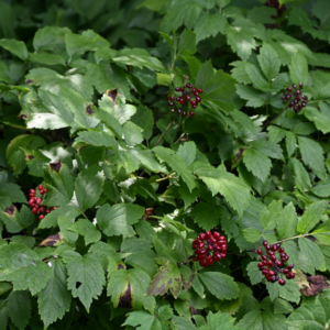Red Baneberry