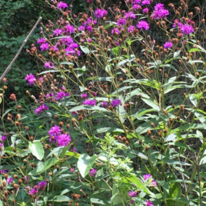 New York Ironweed