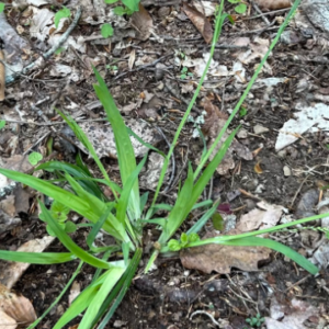 Loose-flowered Sedge (Carex laxiflora)