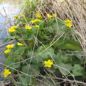 Caltha palustris.jpeg