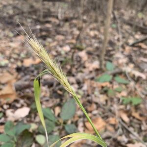 Elymus virginiana.jpg