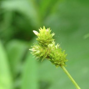 Screen Shot 2022-01-17 at 1.03.38 AM.png