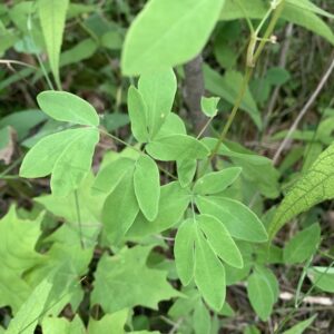 Taenidia integerrima.jpg