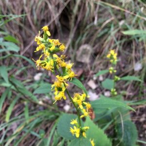 Solidago flexicaulis.jpg