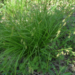 Screen Shot 2020-08-17 at 2.48.59 AM.png