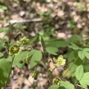 Caulophyllum thalictrum.jpg