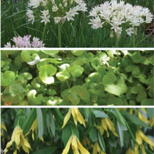 Pages from GMG Walnut Friendly Pamphlet 