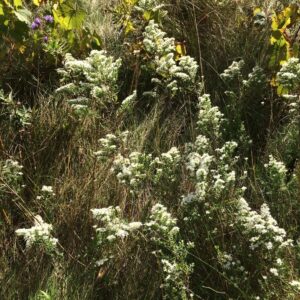 Symphyotrichum ericoides.jpg