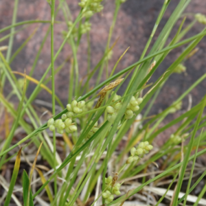 carex aurea2.png