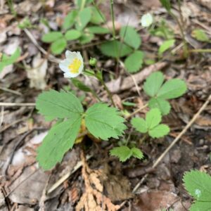 Fragaria virginiana.jpg