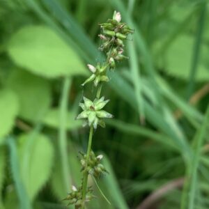Carex rosea.jpg