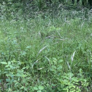 Schizanche purpurescens.jpg