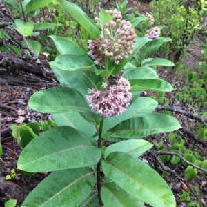 Asclepias syriaca.jpg