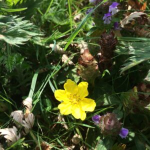 Argentina anserina.jpg