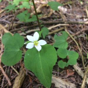 Viola canadensis.jpg