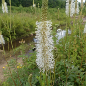 Screen Shot 2020-10-05 at 3.16.27 AM.png