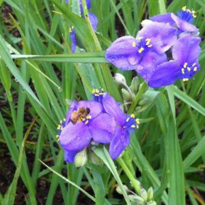 ohio spider wort.jpg