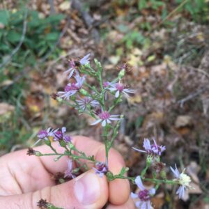 Heart-leaved Aster.jpeg