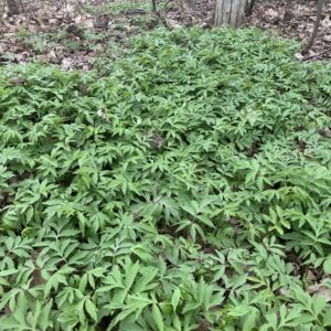 Hydrophyllum virginianum.jpg