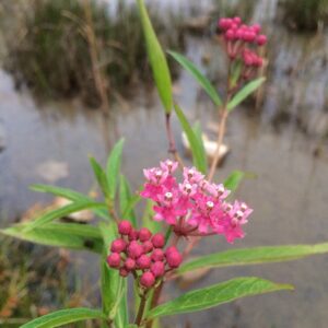 Asclepias incarnata.jpg