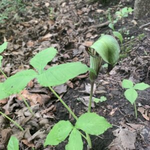 Arisaema triphyllum.jpg