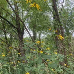 Rudbeckia laciniata.jpg