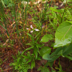 Penstemon hirsutus.jpeg