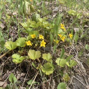 Waldsteinia fragarioides.jpg