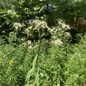 DOellingeria umbellata.jpg