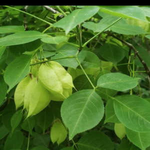 Screen Shot 2022-01-16 at 11.47.25 PM.png