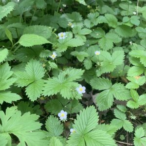 Fragaria vesca.jpg
