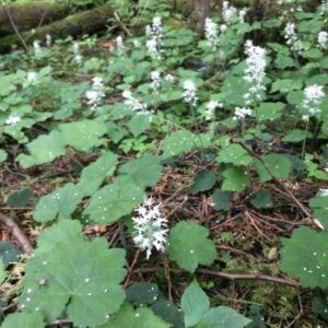 Tiarella cordifolia.jpg
