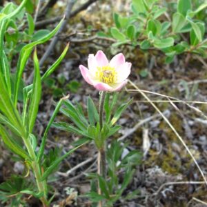 Anemone multifida.jpg