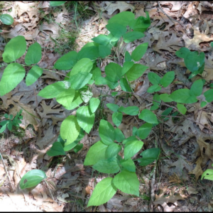 Screen Shot 2020-08-12 at 7.55.55 AM.png