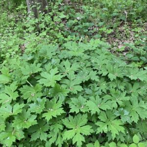 Hydrophyllum canadense.jpg