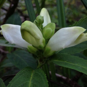 Chelone_glabra_-_White_Turtlehead.jpg