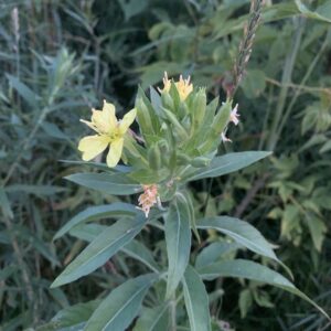 Oenothera biennis.jpg