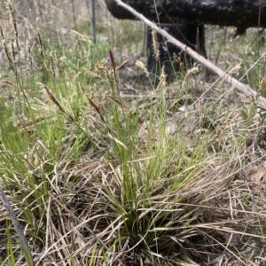 Carex pensylvanica_2.jpg