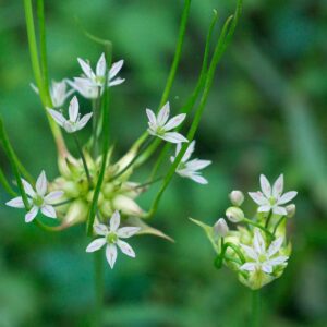 Allium_canadense_var_canadense.jpg