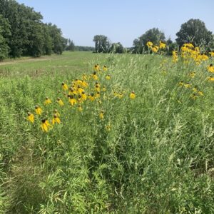 Ratibida pinnata.jpg