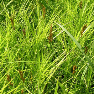 Muskingum_Sedge.jpg