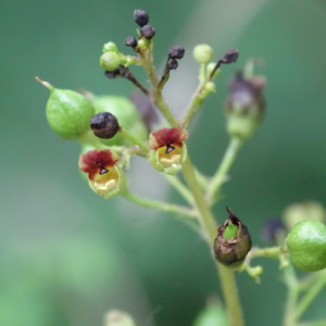 Screen Shot 2022-01-16 at 11.55.14 PM.png