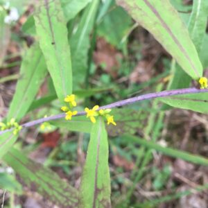 Solidago caesia.jpeg