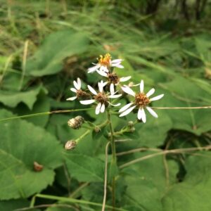 Eurybia macrophylla.jpg