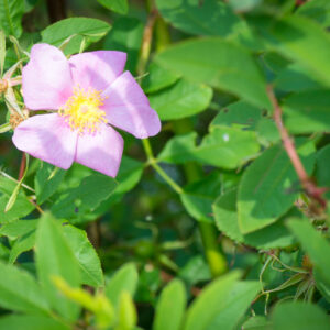 Swamp_Rose_(Rosa_palustris).jpg