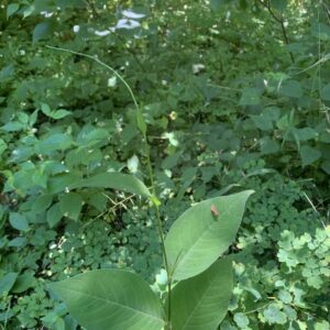 Tovara virginiana.jpg