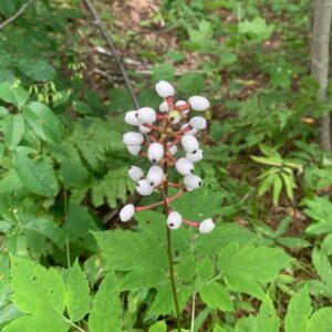 Actaea pachypoda_edited.jpg