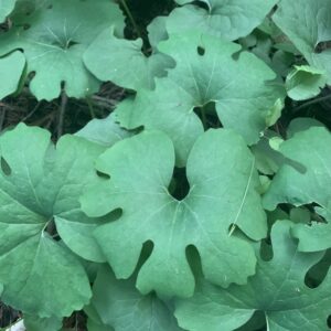 Sanguinaria canadensis.jpg